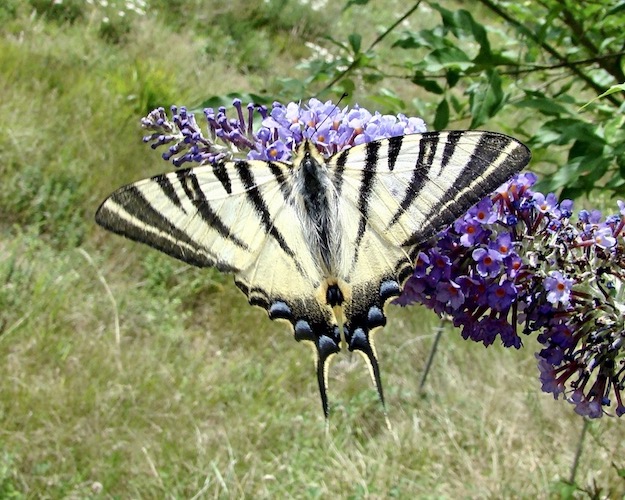 scarce swallowtail